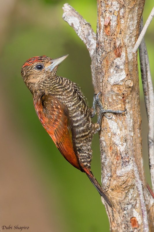 Blood-colored Woodpecker - ML205096961