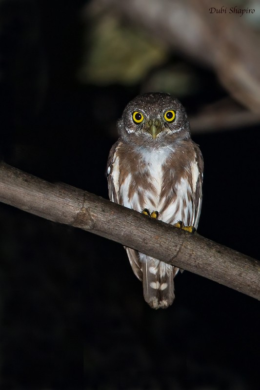 Amazonian Pygmy-Owl - ML205096971