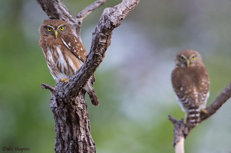 Ferruginous Pygmy-Owl - Dubi Shapiro