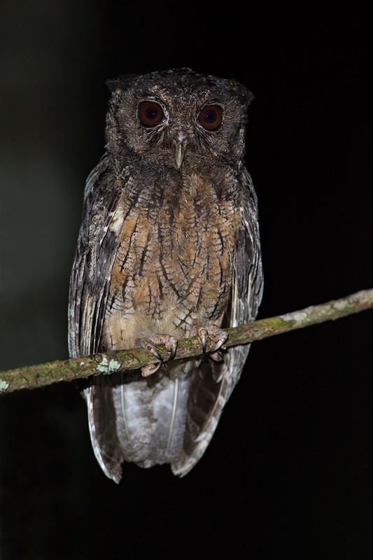 Tawny-bellied Screech-Owl - ML205097001