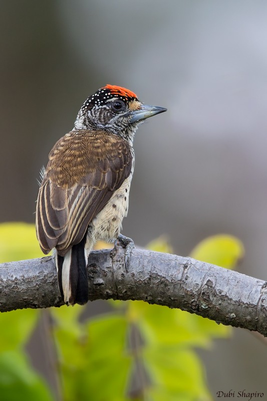 White-bellied Piculet - ML205097131