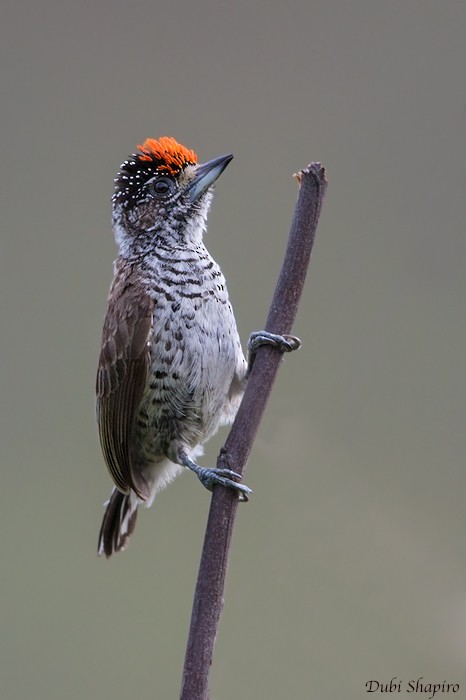 White-bellied Piculet - ML205097141