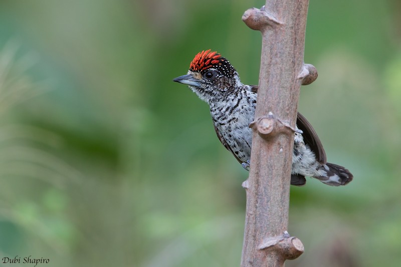 White-bellied Piculet - ML205097151