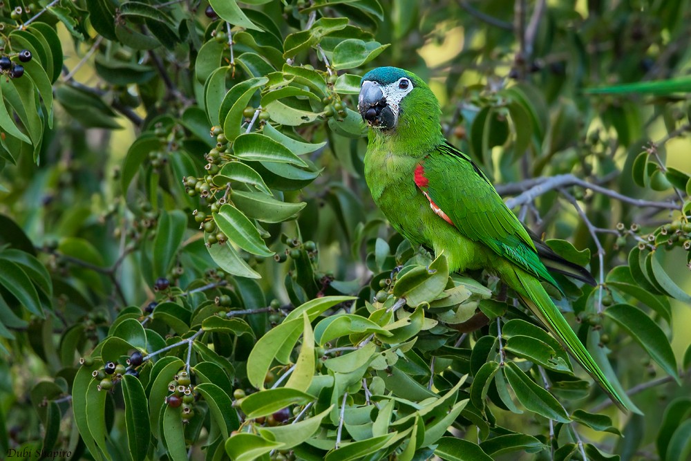 Red-shouldered Macaw - Dubi Shapiro