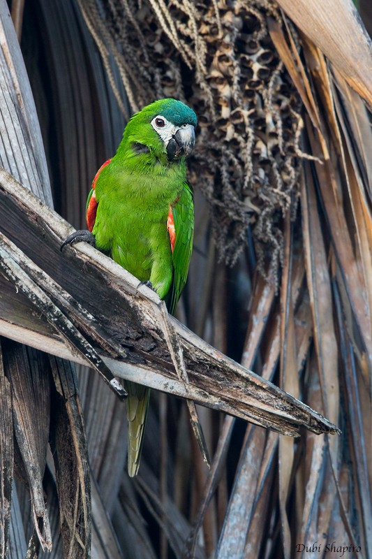 Red-shouldered Macaw - Dubi Shapiro