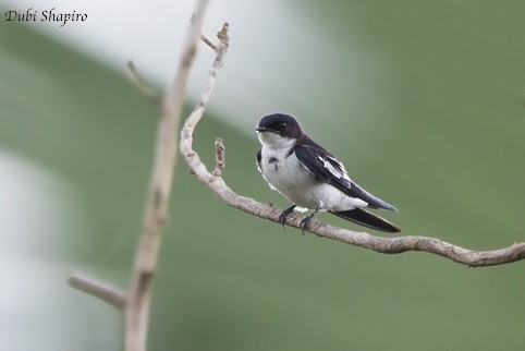 Pied-winged Swallow - Dubi Shapiro