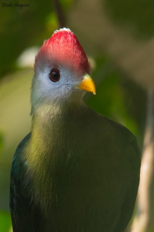Red-crested Turaco - ML205097321