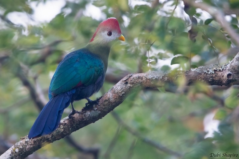 Red-crested Turaco - ML205097331