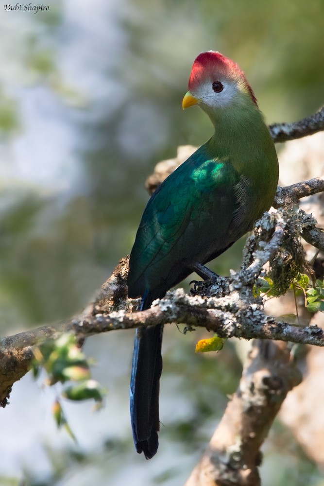 Red-crested Turaco - ML205097341