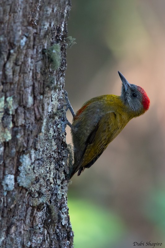 Olive Woodpecker (Red-bellied) - Dubi Shapiro