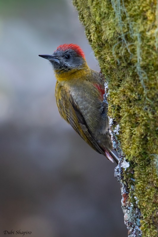 Olive Woodpecker (Red-bellied) - Dubi Shapiro
