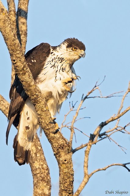 モモジロクマタカ Ebird