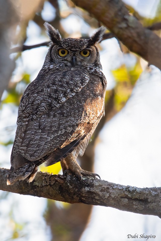 Spotted Eagle-Owl - ML205097751