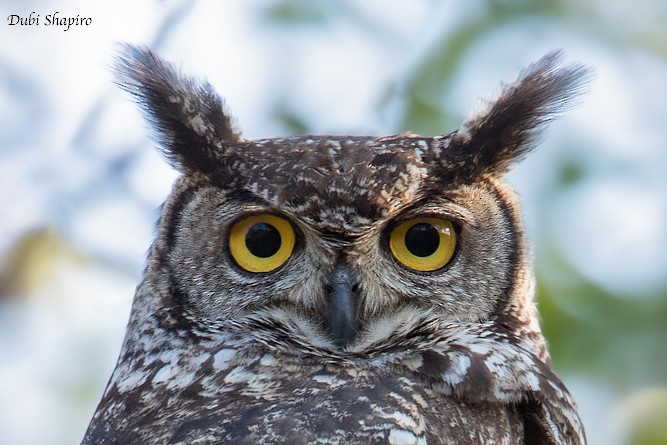Spotted Eagle-Owl - ML205097761
