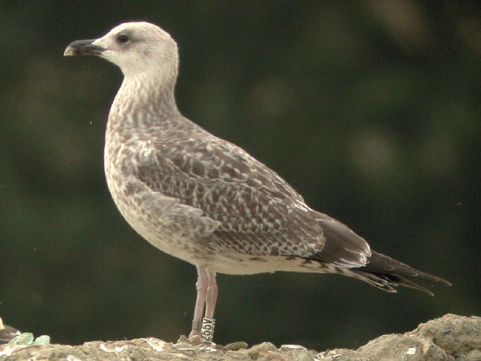Yellow-legged Gull (michahellis) - ML205098331