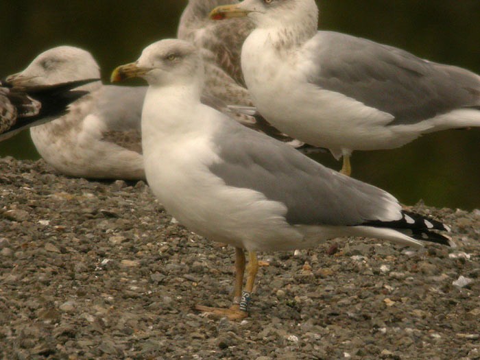 Yellow-legged Gull (michahellis) - ML205098461
