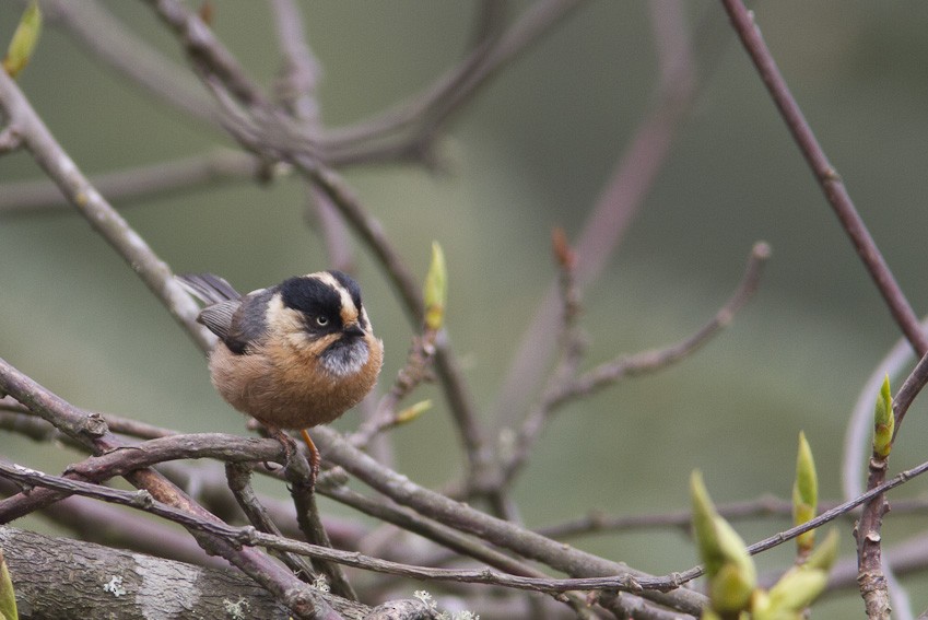 Black-browed Tit (Rufous-fronted) - ML205098591