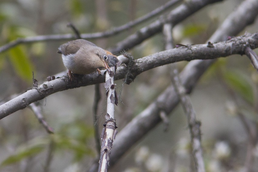 Rufous-vented Yuhina - Niels Poul Dreyer