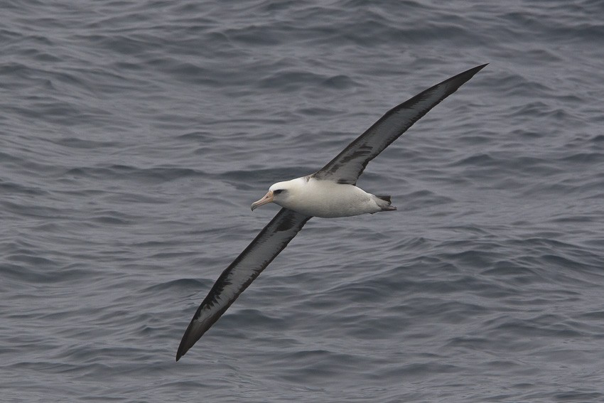 Laysan Albatross - Niels Poul Dreyer