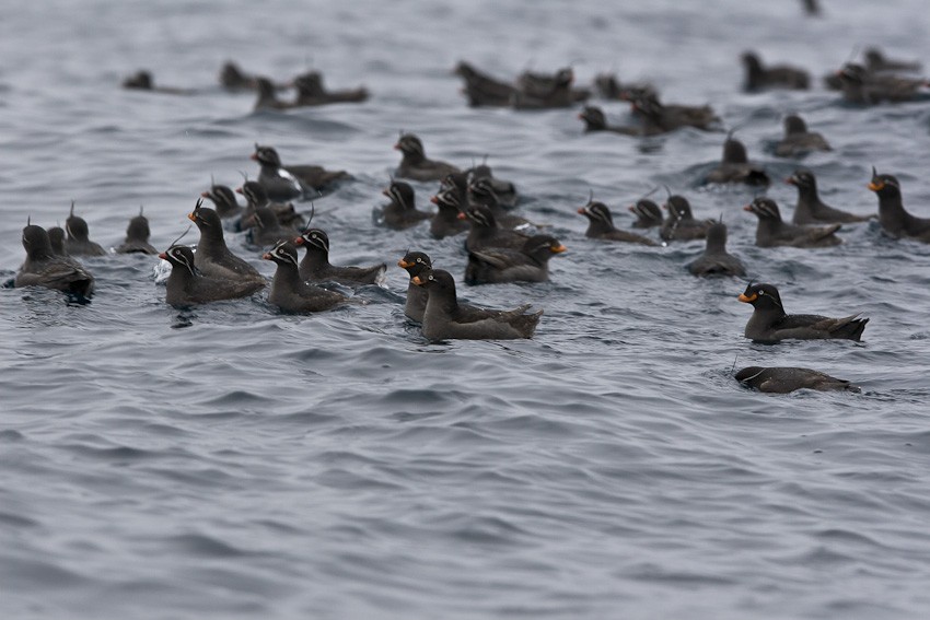Crested Auklet - ML205098911