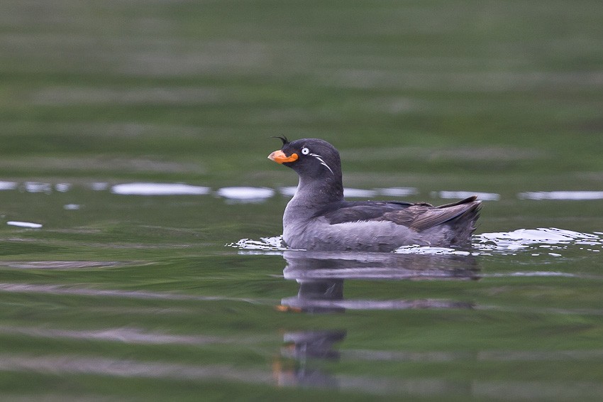 Crested Auklet - ML205098981