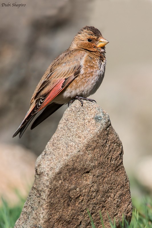 Crimson-winged Finch (African) - ML205099241