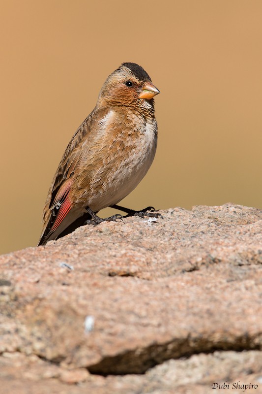Crimson-winged Finch (African) - Dubi Shapiro