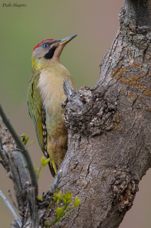 Levaillant's Woodpecker - Dubi Shapiro
