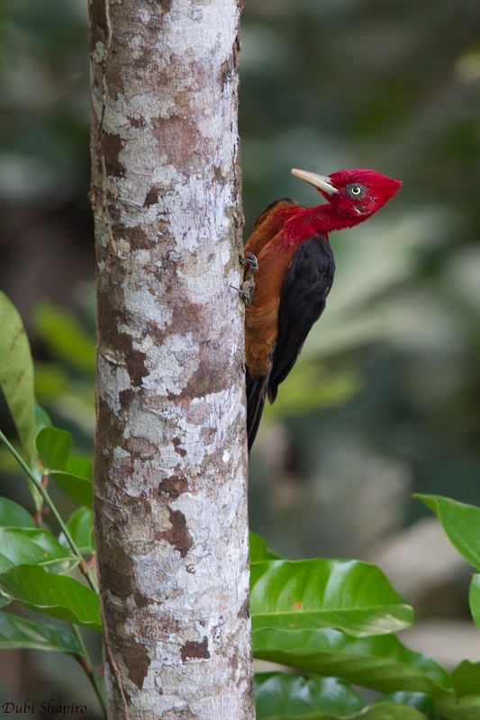 Red-necked Woodpecker - ML205099541