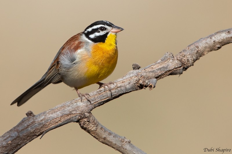 Golden-breasted Bunting - ML205099941