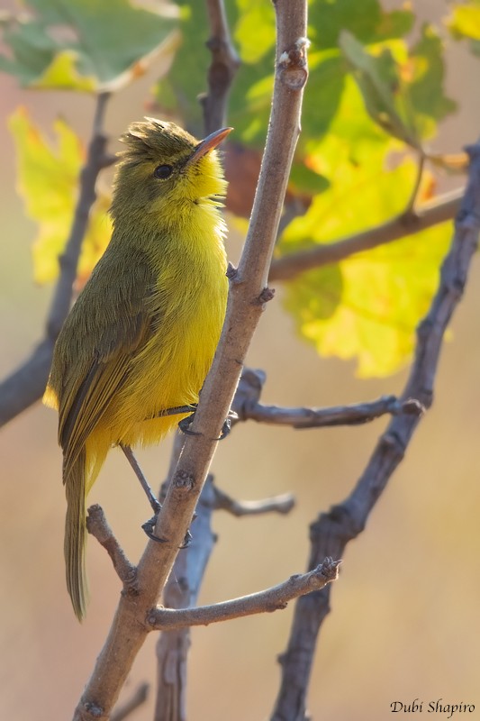 African Yellow-Warbler - Dubi Shapiro