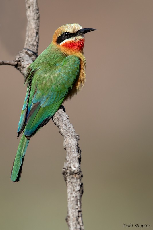 White-fronted Bee-eater - ML205100121