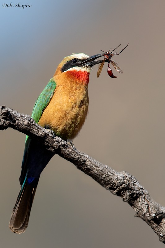 White-fronted Bee-eater - Dubi Shapiro