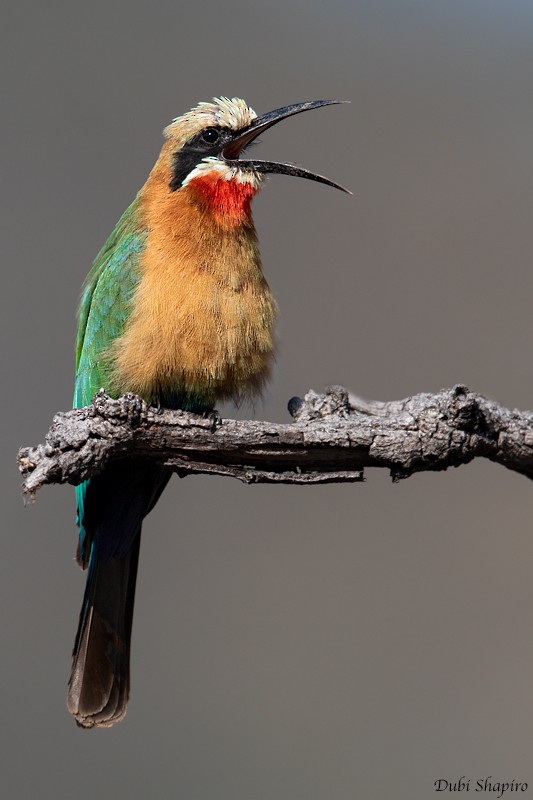 White-fronted Bee-eater - ML205100141