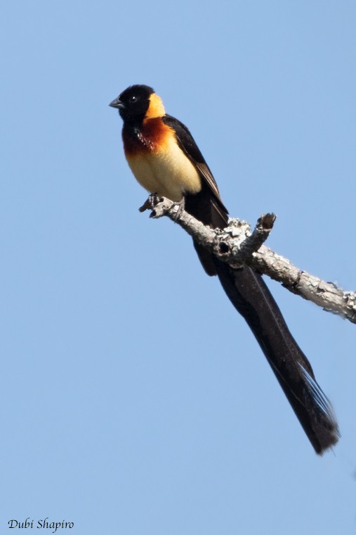 Broad-tailed Paradise-Whydah - ML205100151