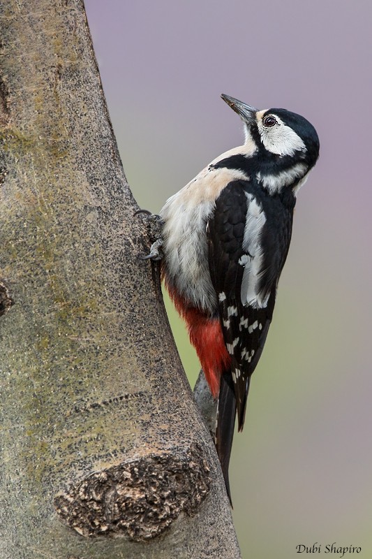 Great Spotted Woodpecker (Atlas) - Dubi Shapiro