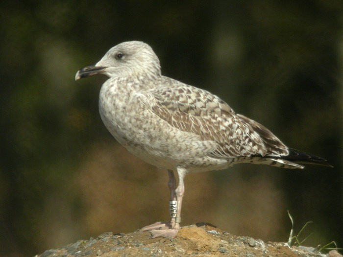 Yellow-legged Gull (michahellis) - ML205100241