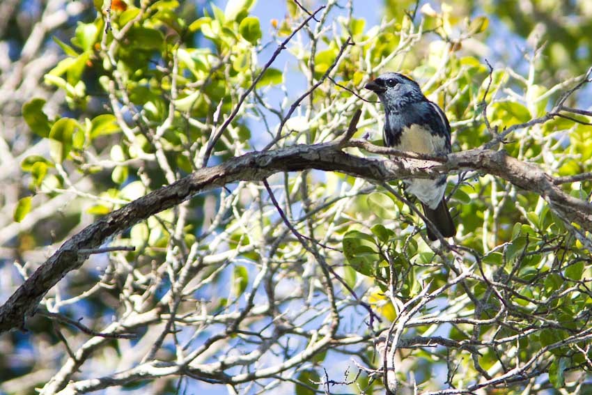 White-bellied Tanager - ML205101071