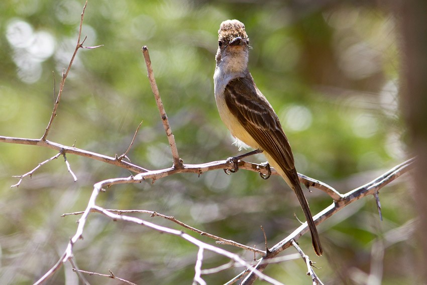 Brown-crested Flycatcher (South American) - Niels Poul Dreyer