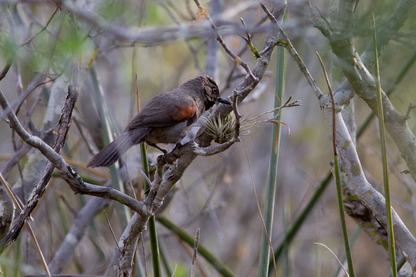 Red-shouldered Spinetail - ML205101331