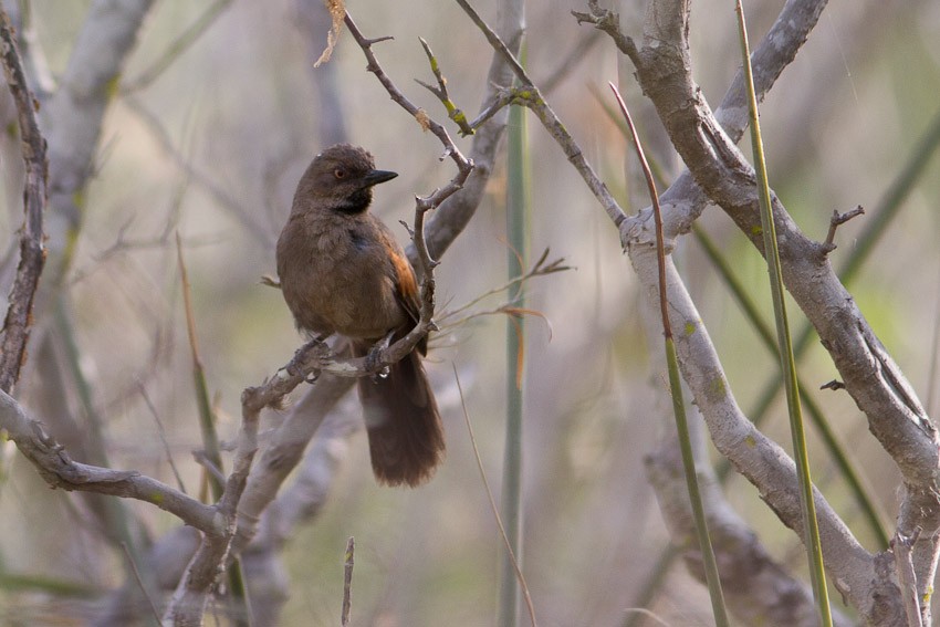 Red-shouldered Spinetail - ML205101341
