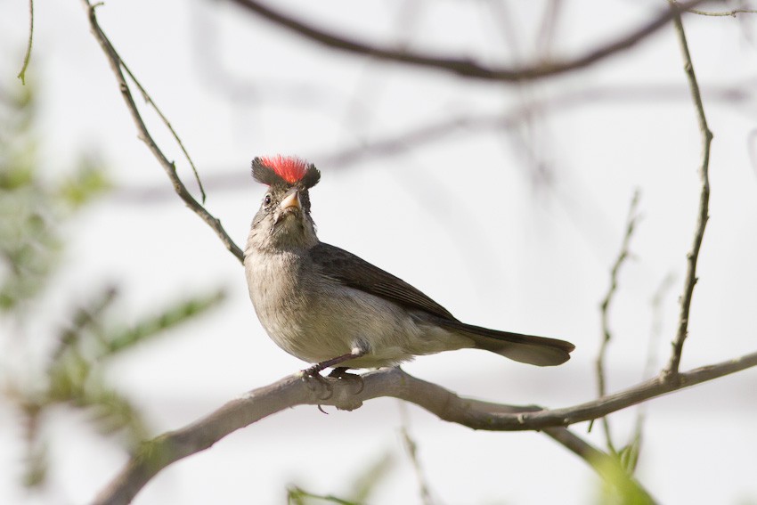Pileated Finch - ML205101371