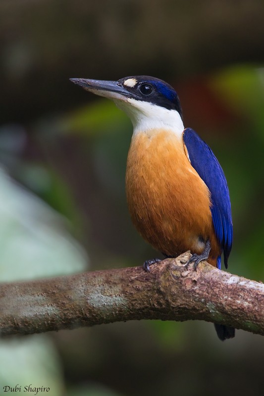 Vanuatu Kingfisher - Dubi Shapiro