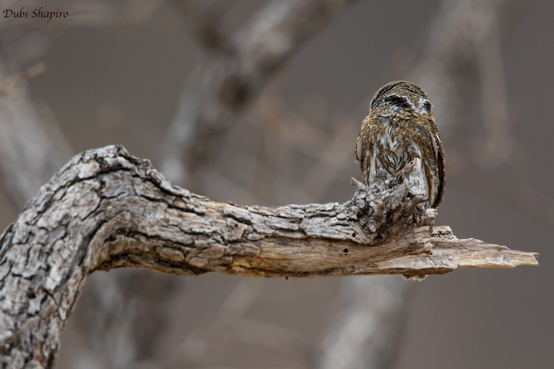 Northern Pygmy-Owl (Cape) - Dubi Shapiro