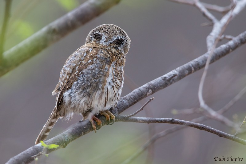 Northern Pygmy-Owl (Cape) - Dubi Shapiro
