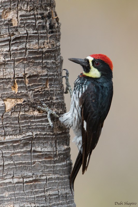 Acorn Woodpecker (Narrow-fronted) - Dubi Shapiro