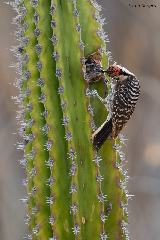 Ladder-backed Woodpecker - Dubi Shapiro