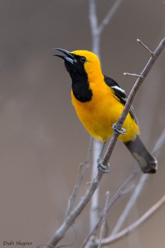 ムナグロムクドリモドキ Nelsoni グループ Ebird