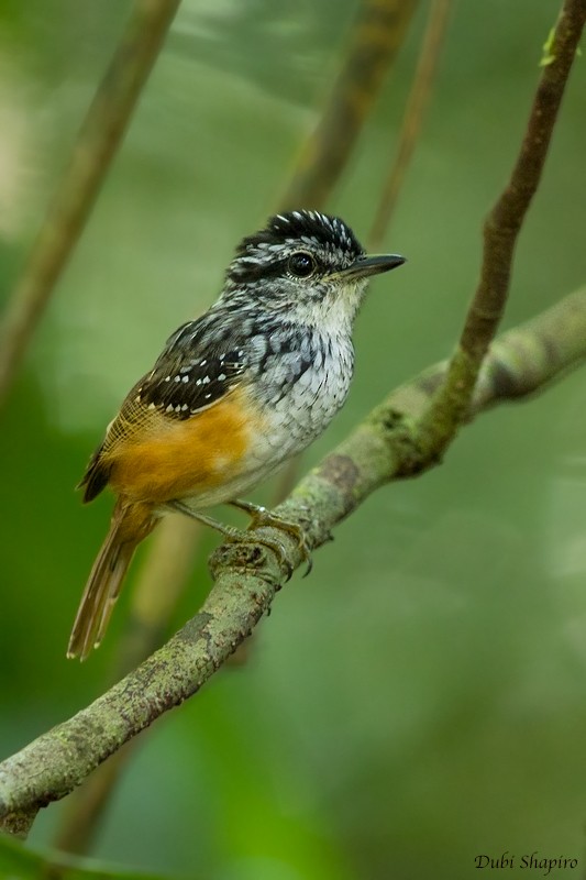Guianan Warbling-Antbird - Dubi Shapiro