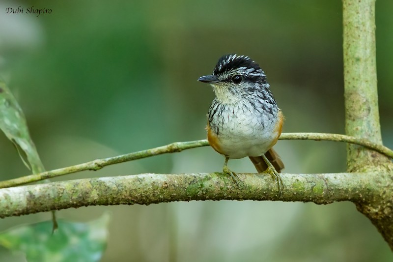 Guianan Warbling-Antbird - Dubi Shapiro